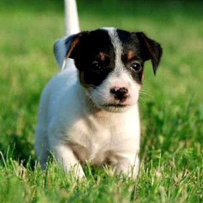 Comprar Jack Russell en A Coruña